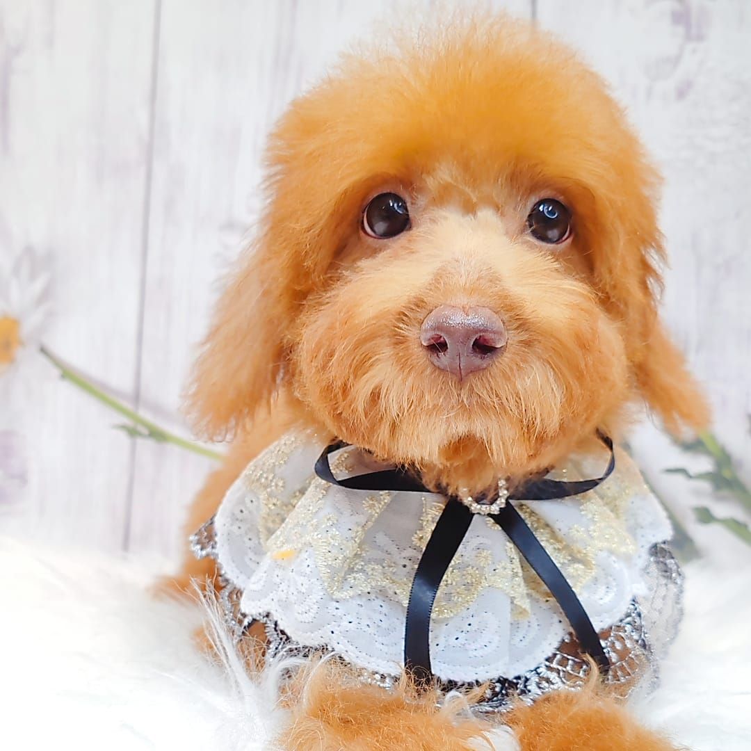 Poodle 娉拌开璐靛