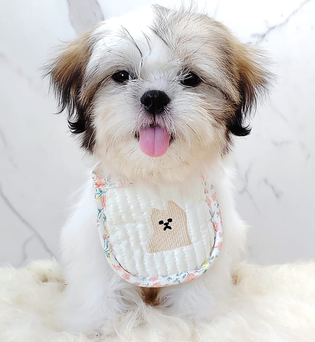 Shih Tzu 西施