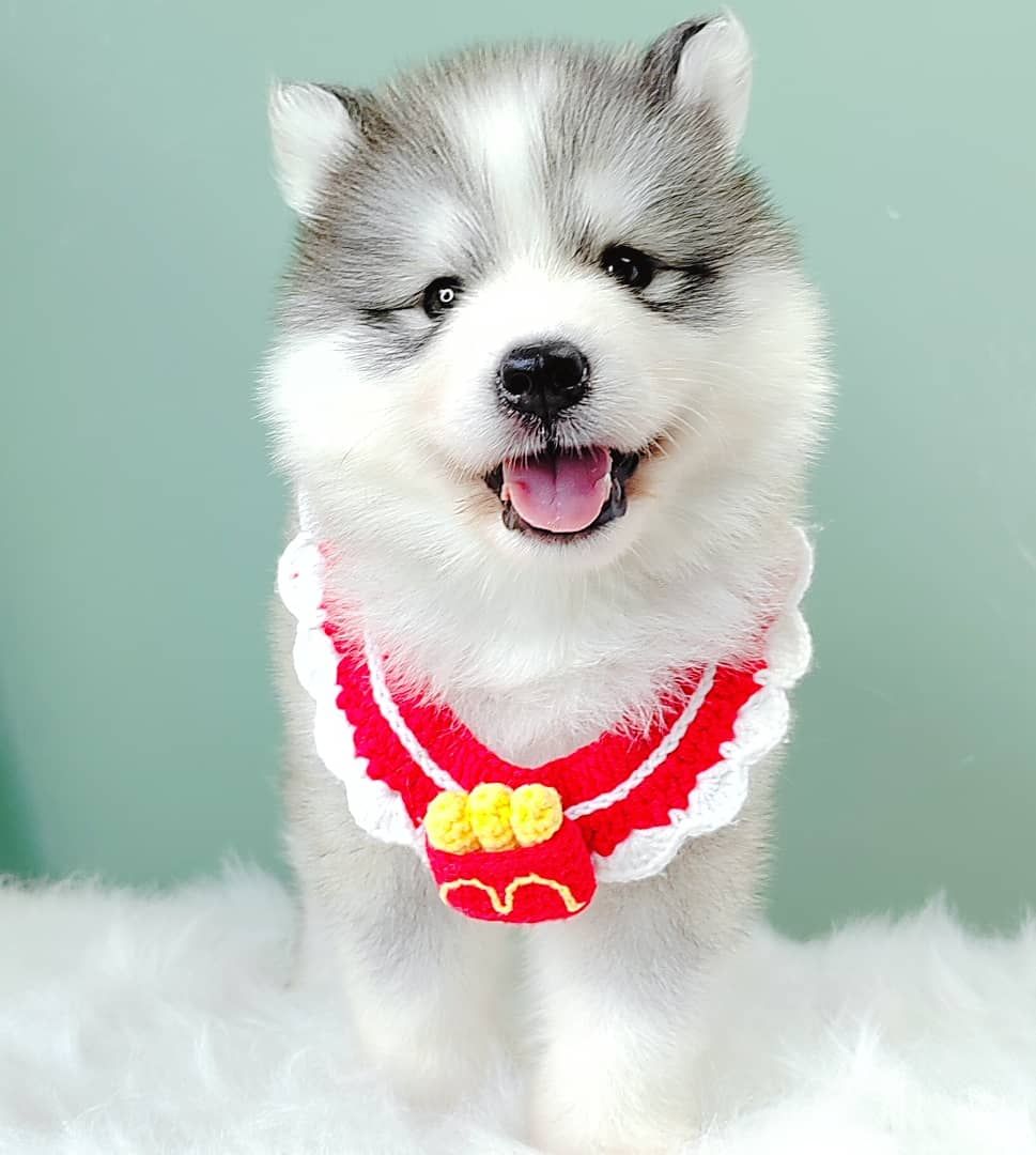 Wooly Husky 哈士奇