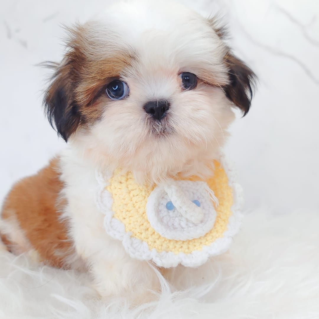 Shih Tzu 西施
