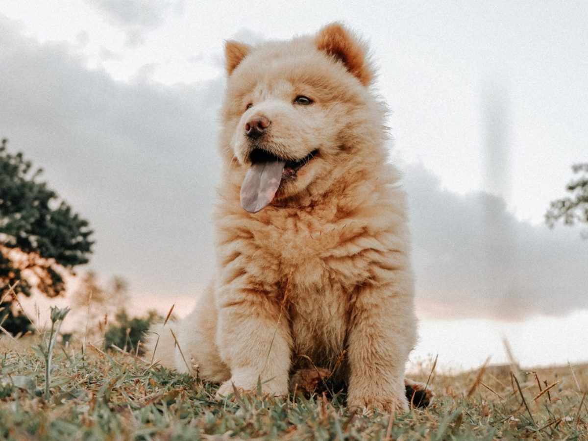 Chow Chow 松狮犬