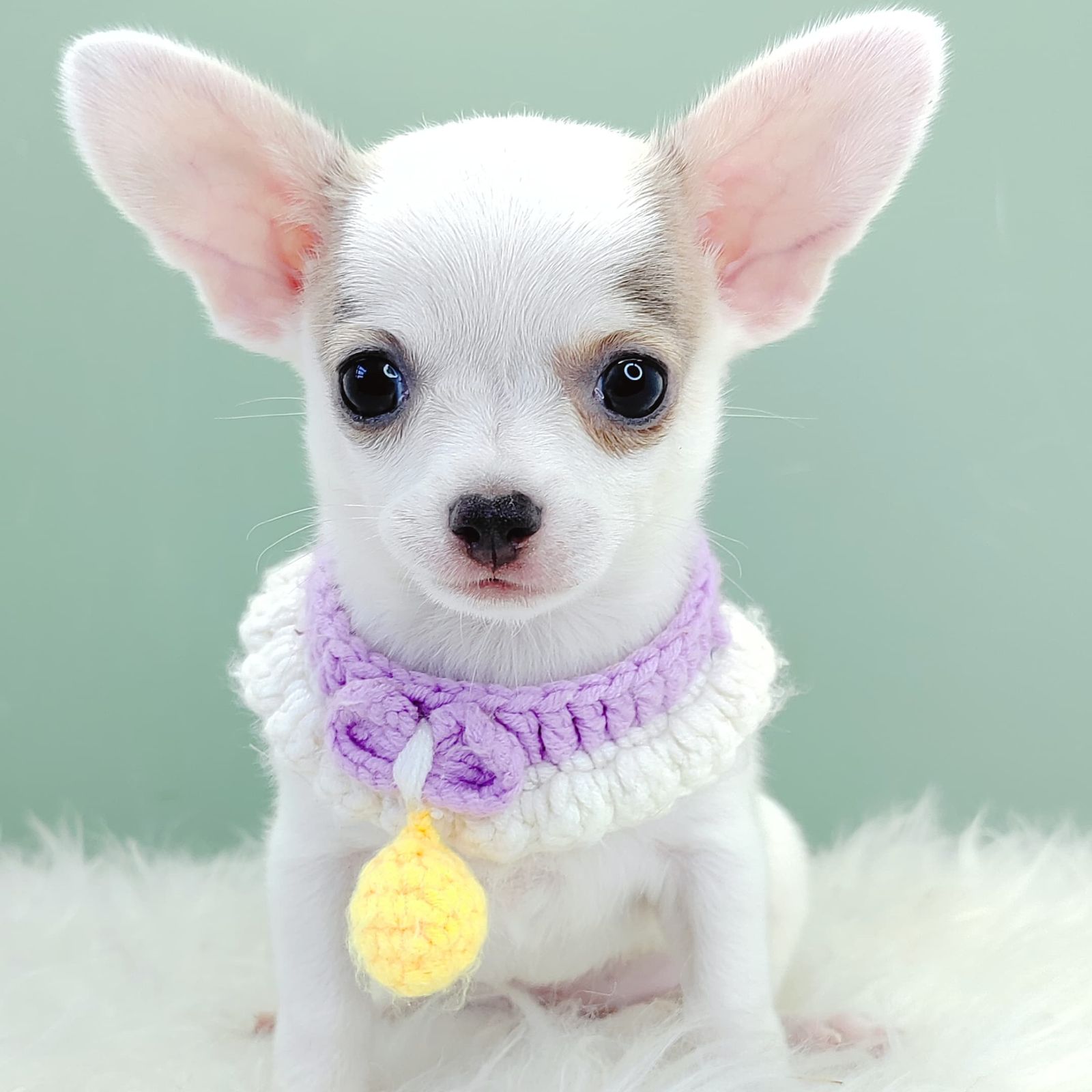 Chihuahua 吉娃娃