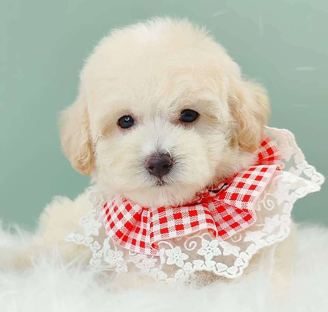 Maltipoo 马尔泰迪