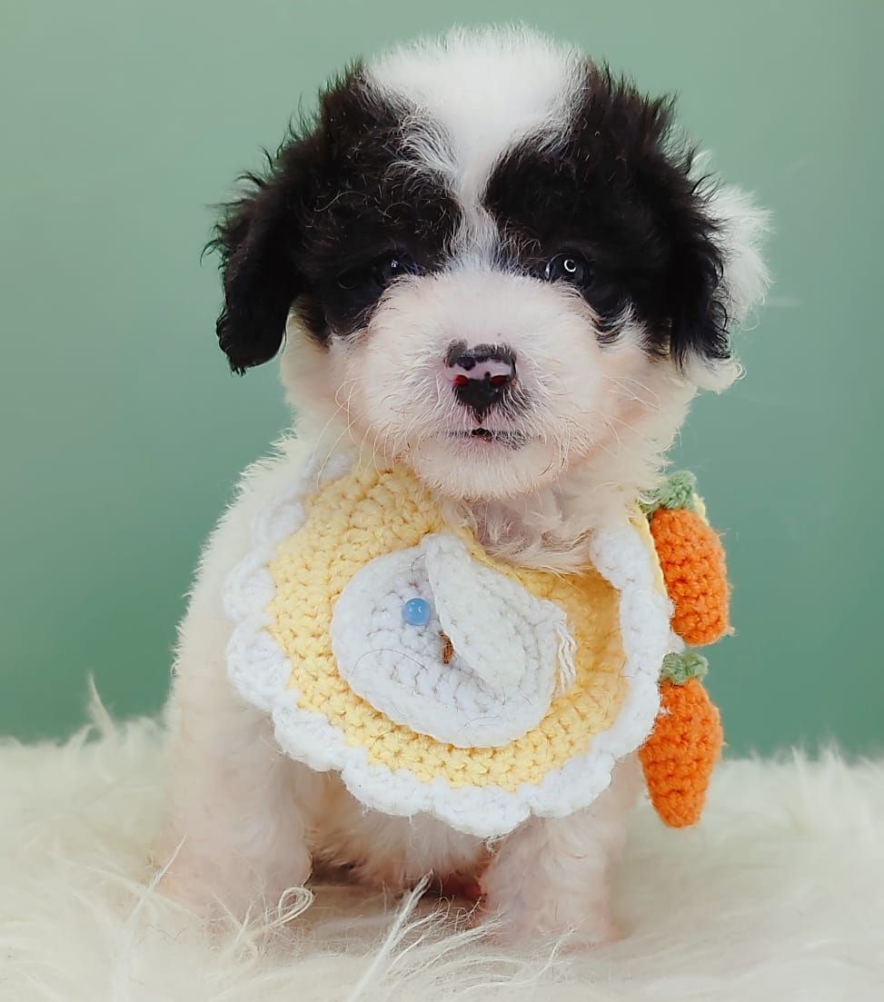 Maltipoo 马尔泰迪