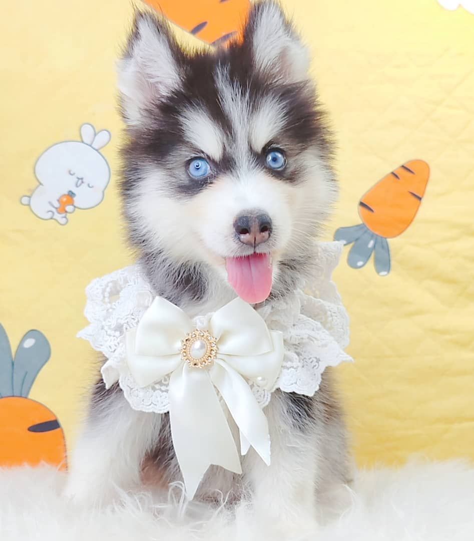 Wooly Husky 哈士奇