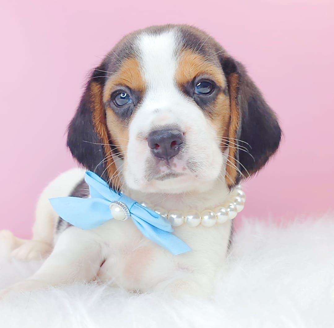 Beagle 米格鲁