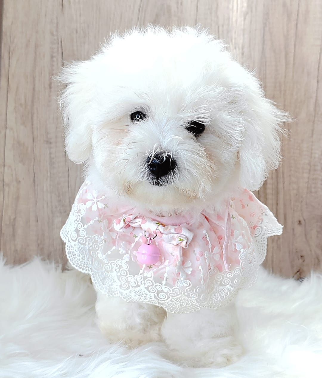 Bichon Frise 比熊