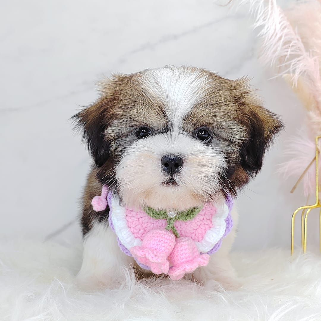 Shih Tzu 西施