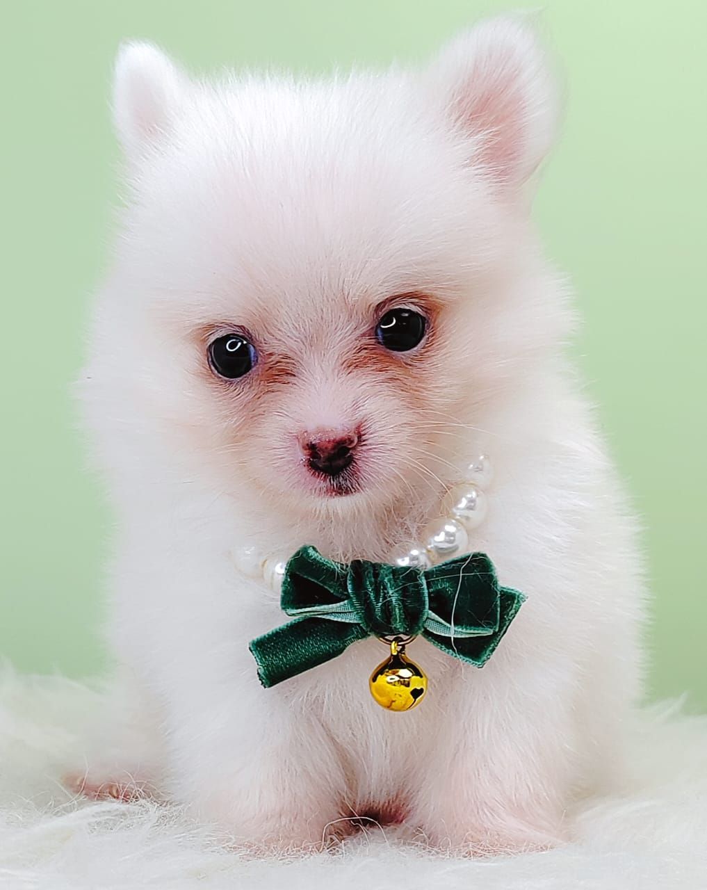 Chihuahua 吉娃娃