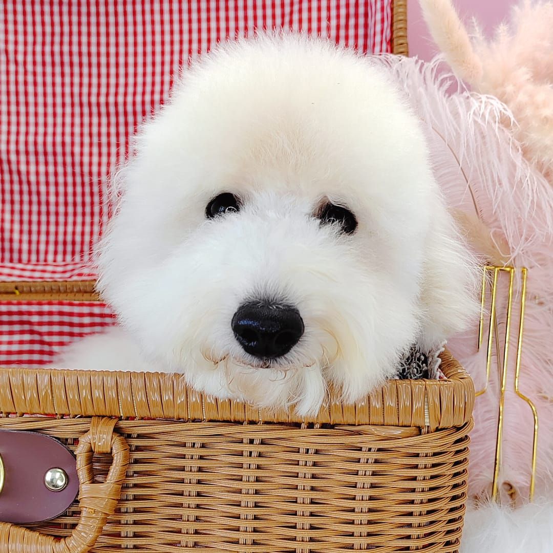 Poodle 娉拌开璐靛