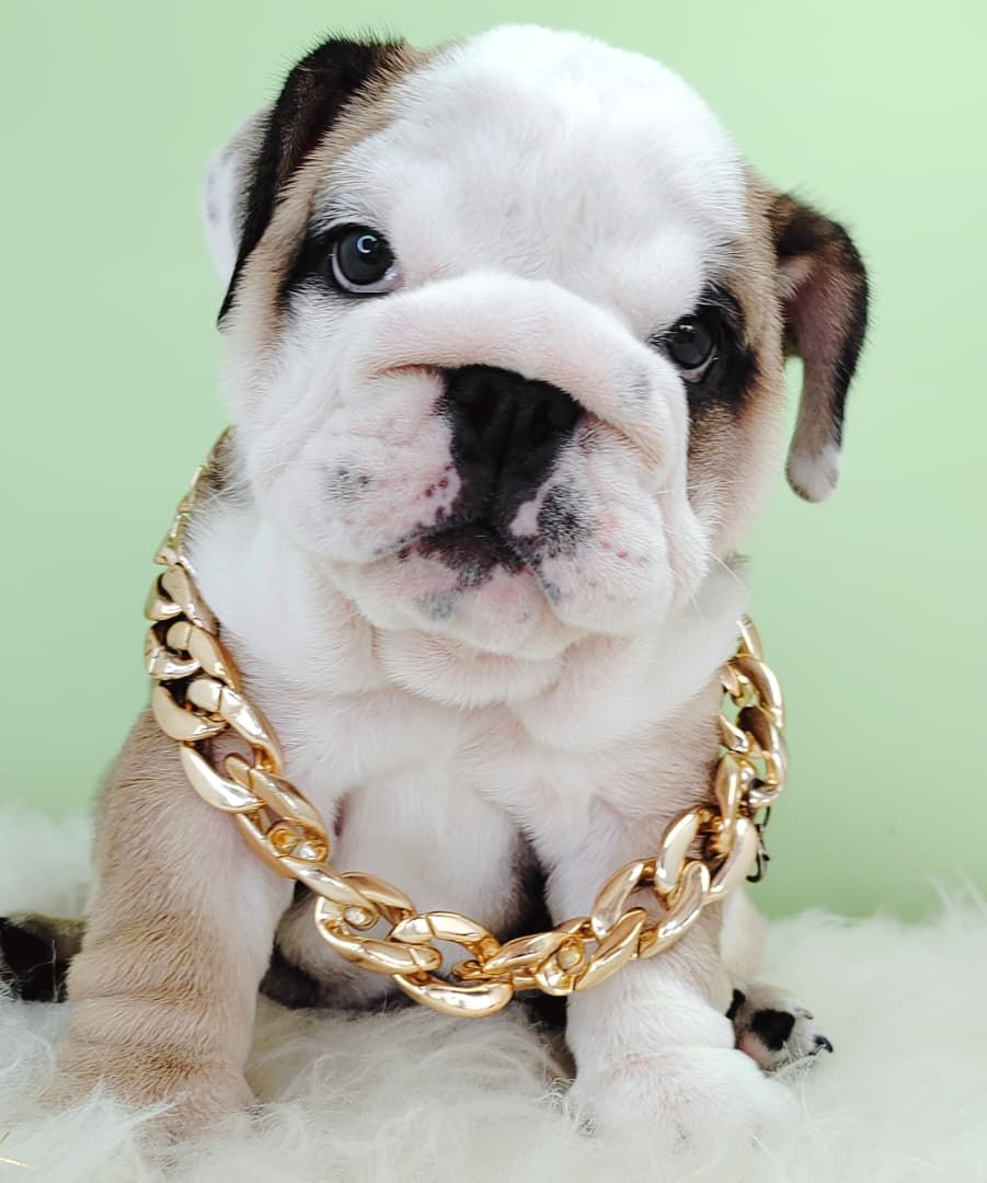 English Bulldog 英国斗牛犬
