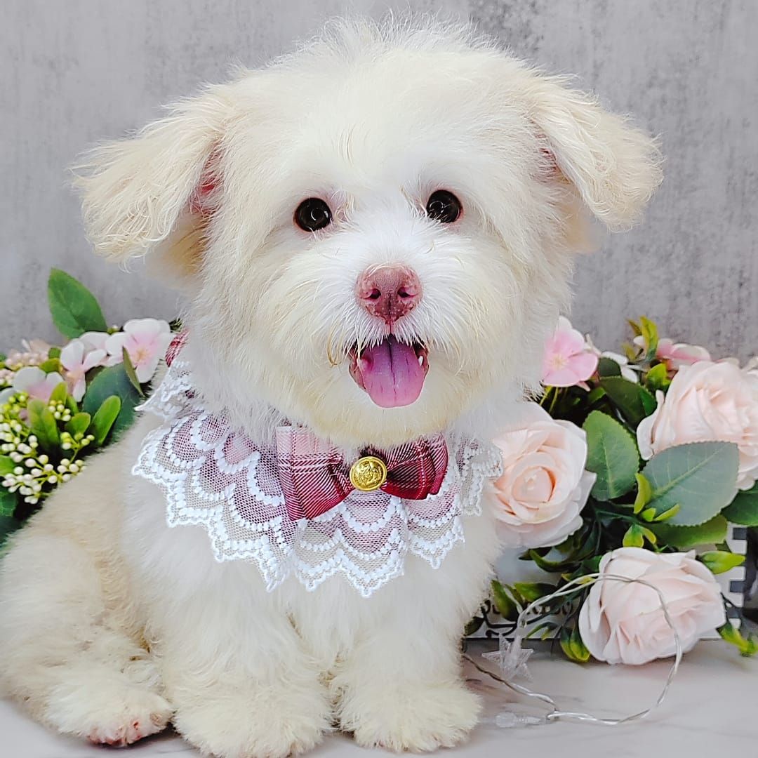 Maltipoo 马尔泰迪