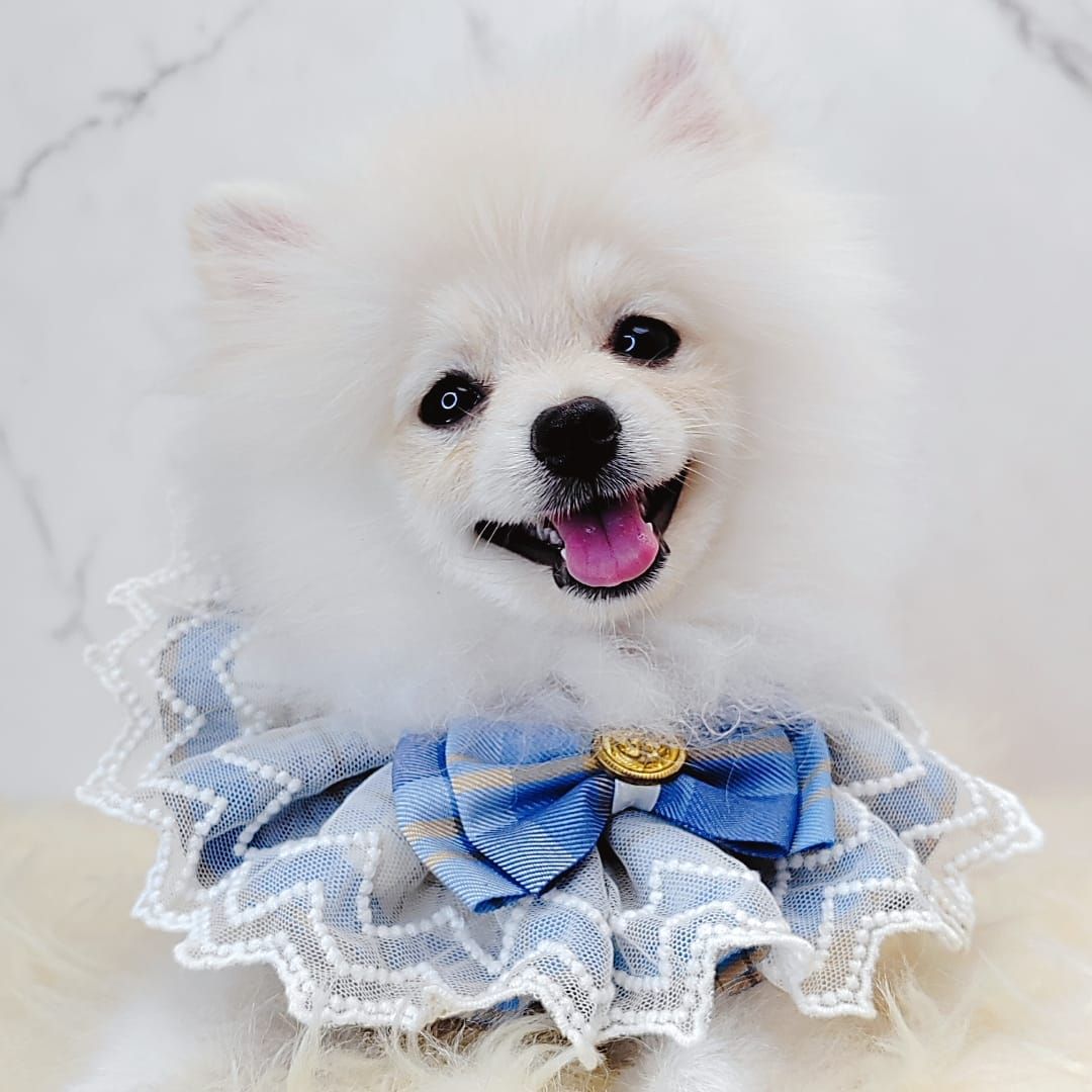 Pomeranian 博美