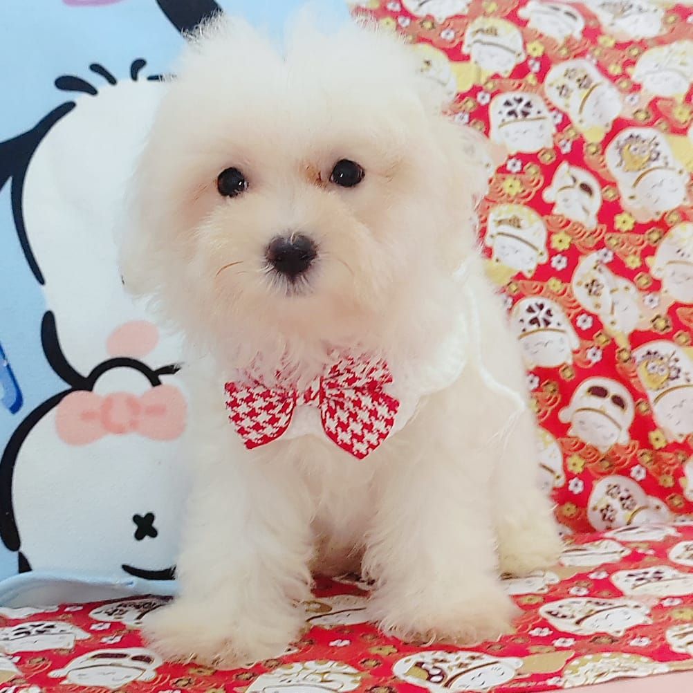 Maltese 马尔济斯