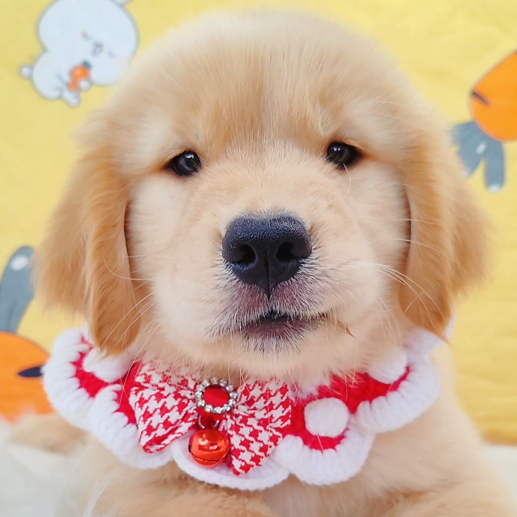 Golden Retriever 黄金猎犬