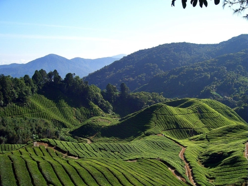 Singapore To Cameron Highlands