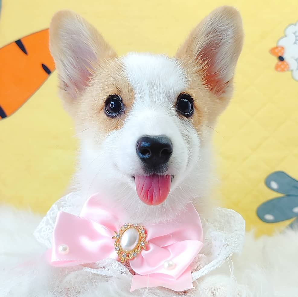Corgi 柯基