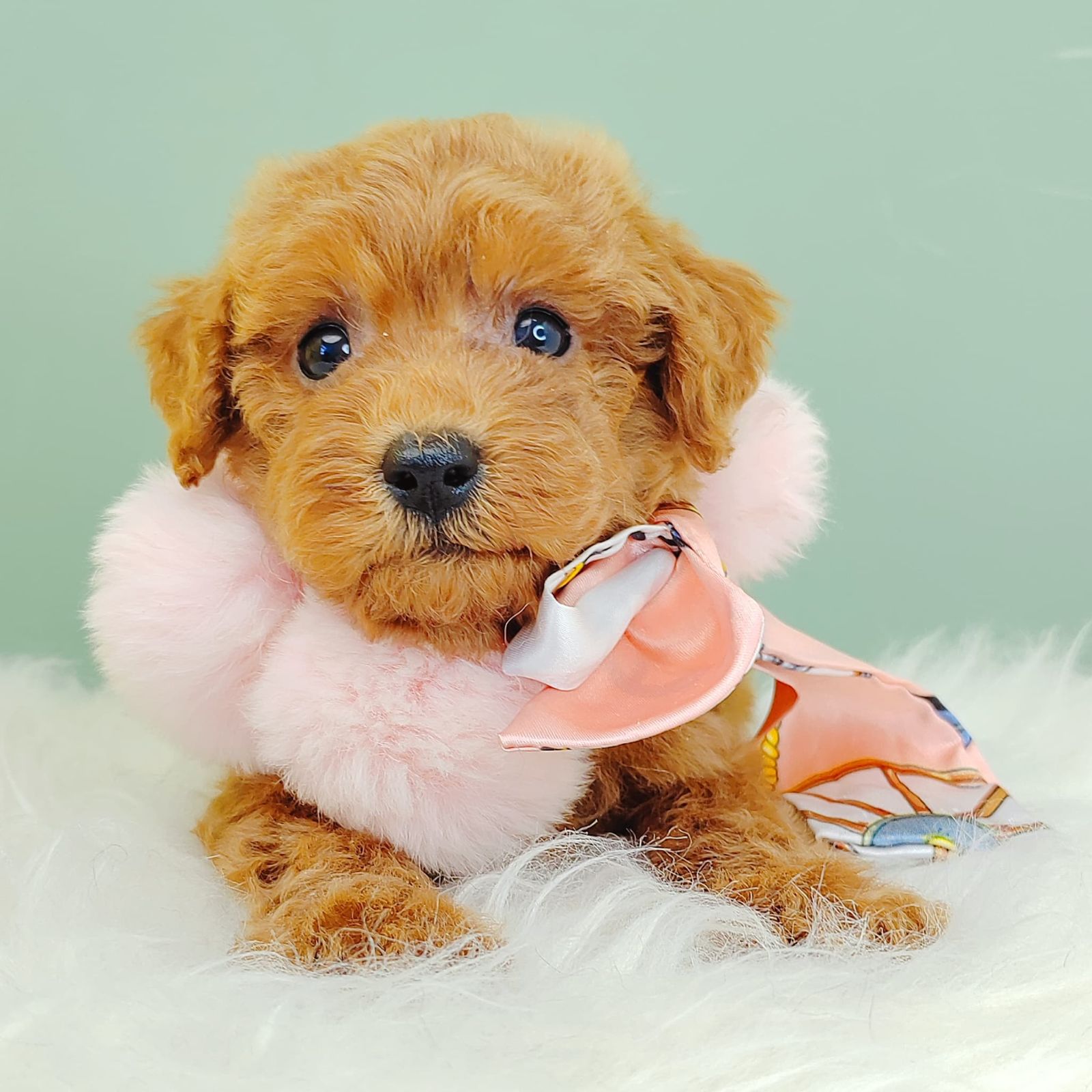 Poodle 璐靛娉拌开