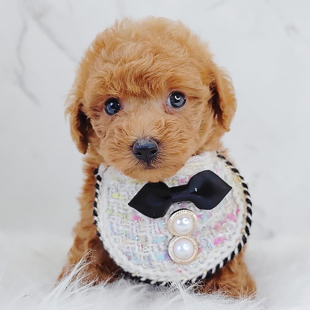 Poodle 娉拌开璐靛