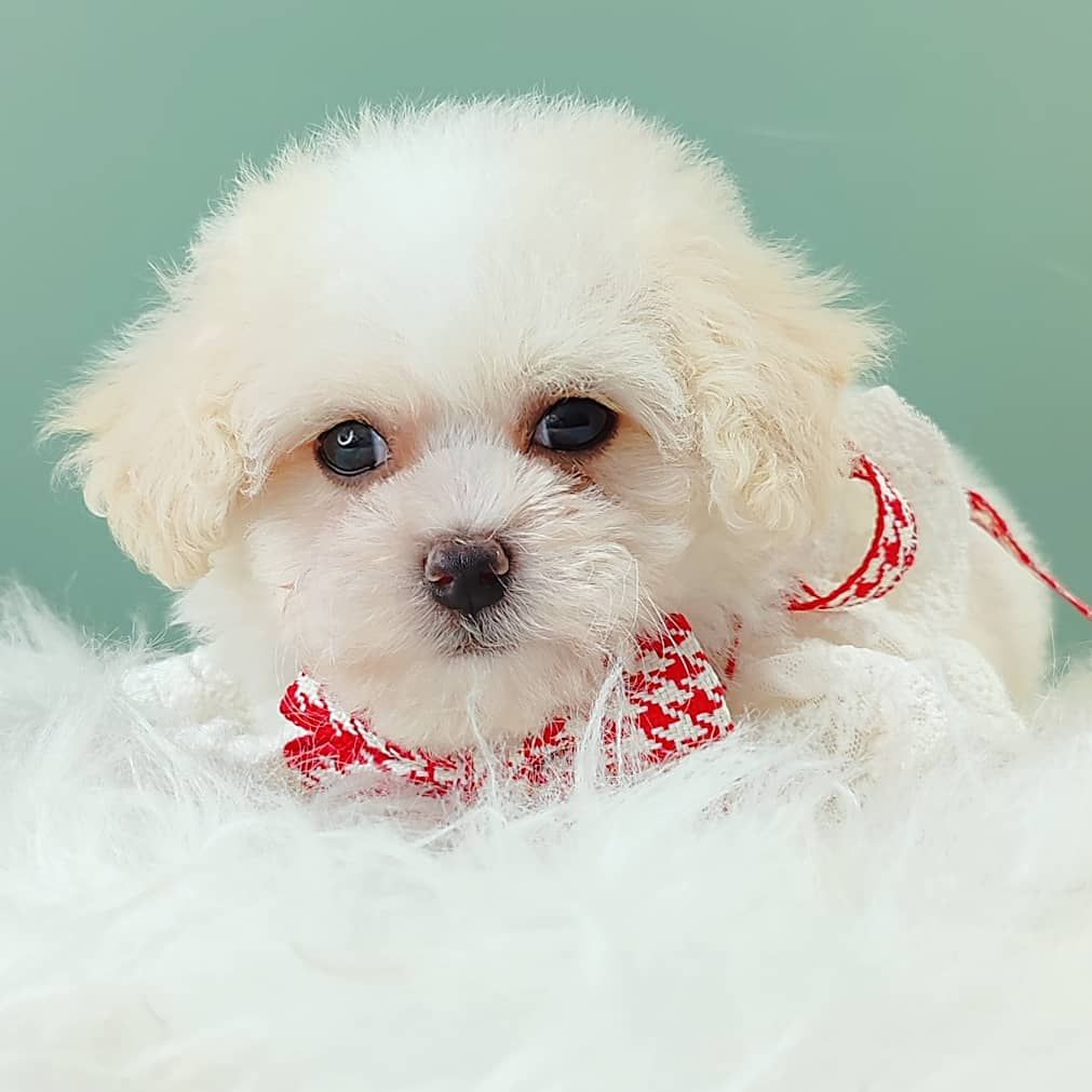 Poodle 娉拌开璐靛