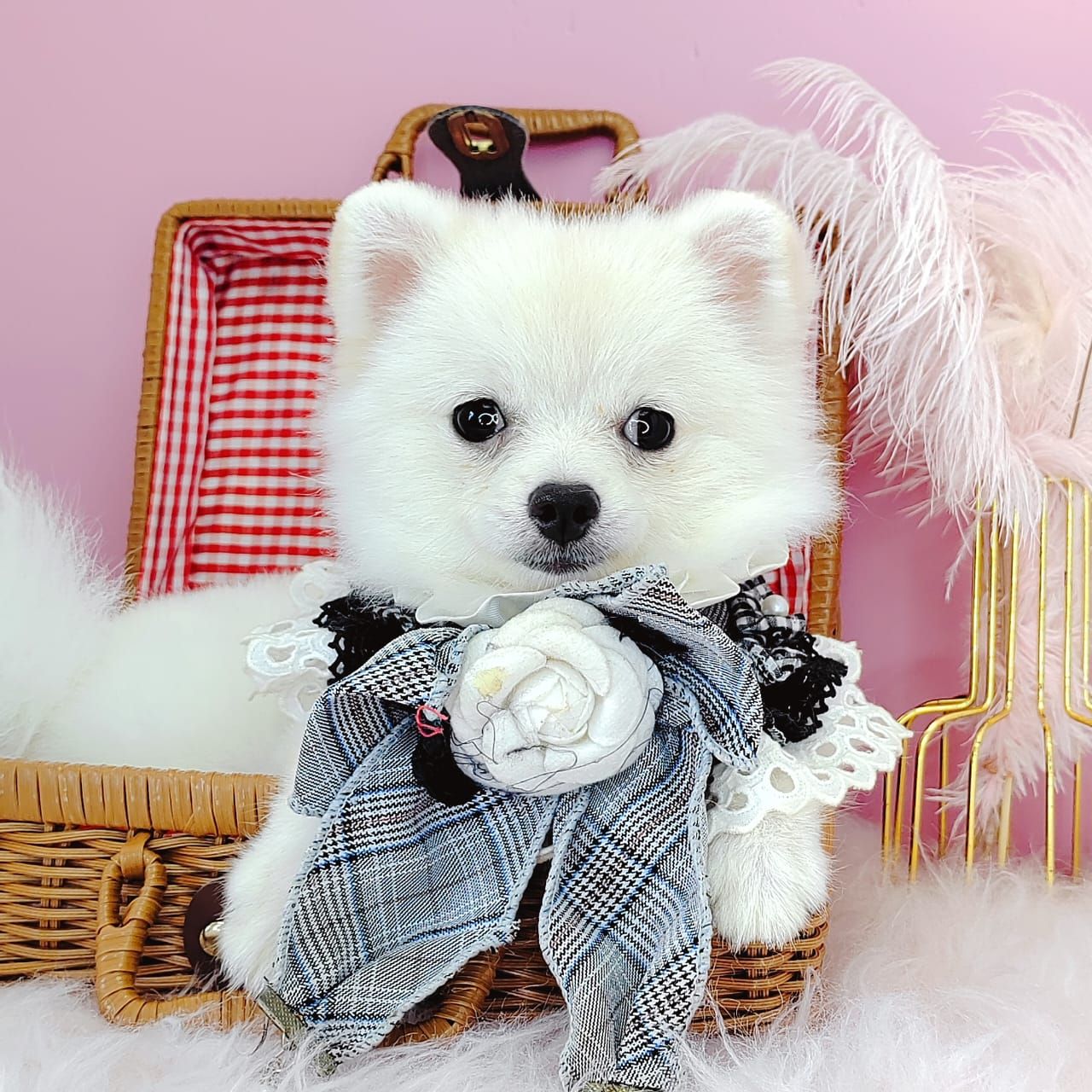 Pomeranian 博美