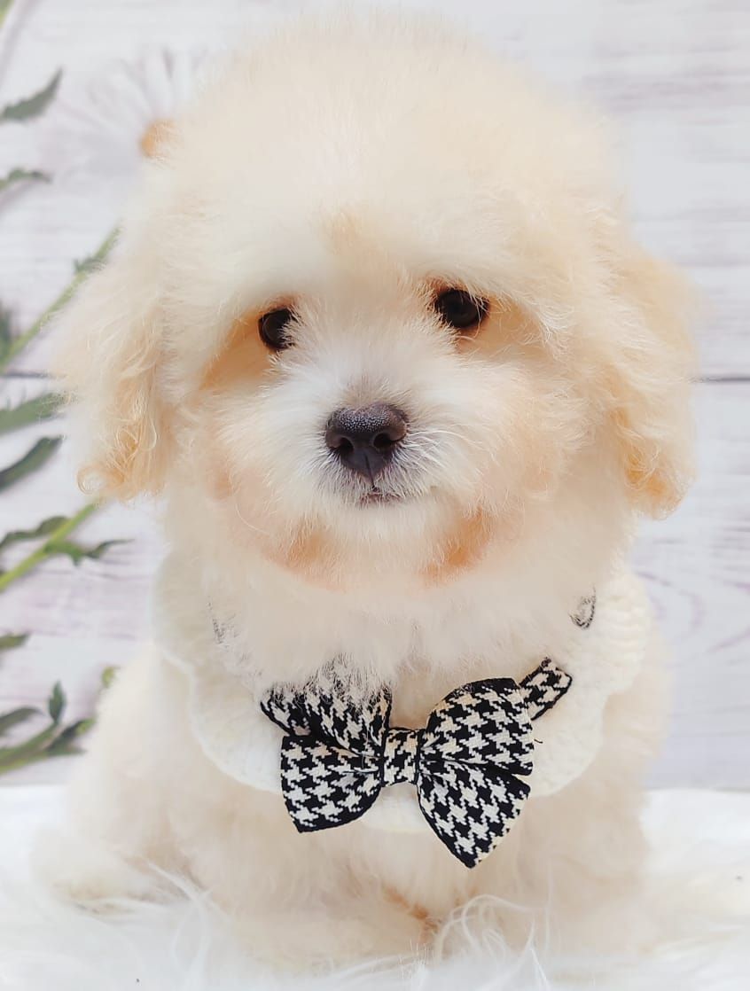 Poodle 娉拌开璐靛