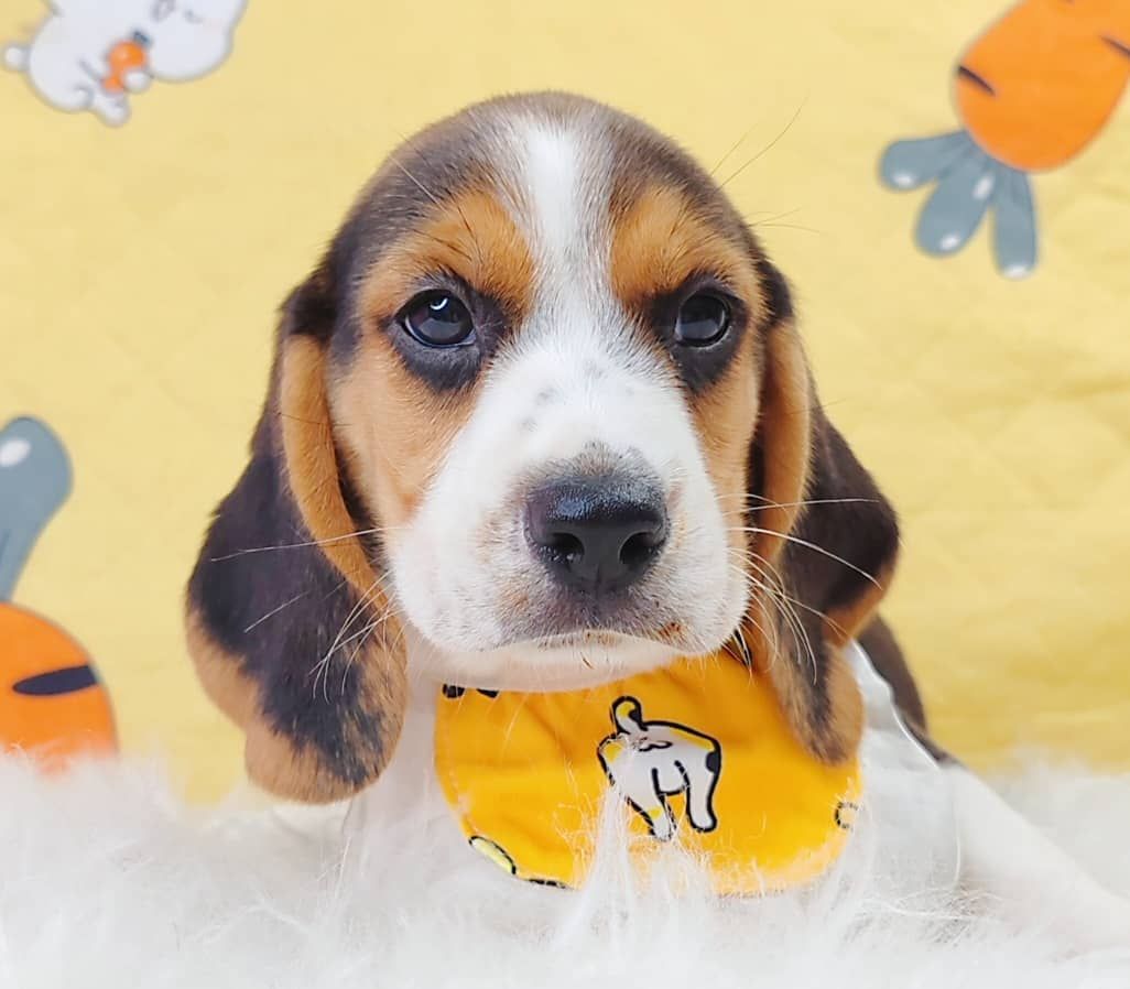 Beagle 米格鲁