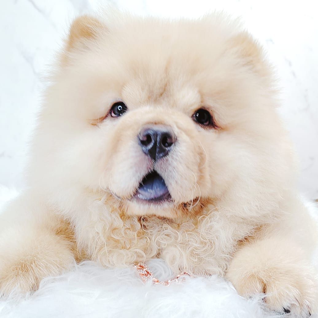 Chow Chow 松狮犬