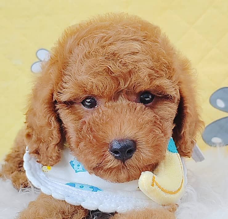 Poodle 娉拌开璐靛