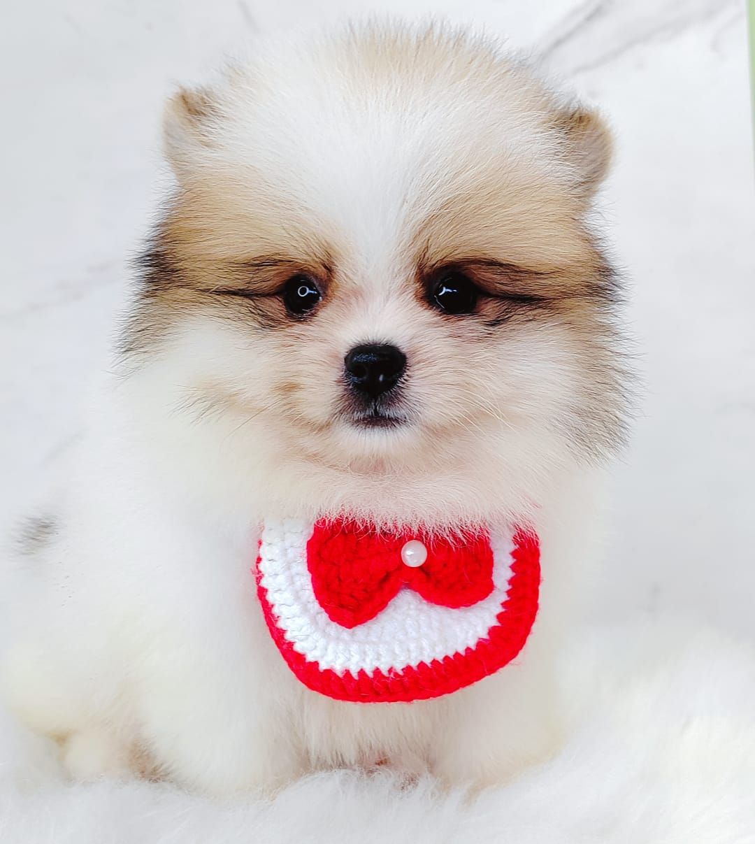 Pomeranian 博美