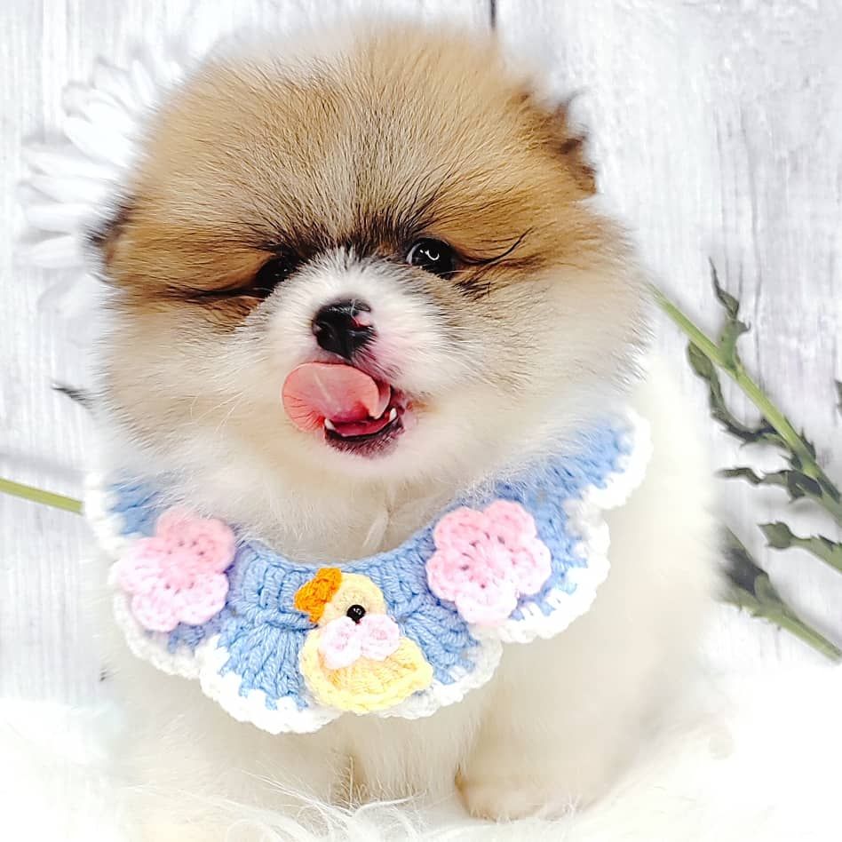 Pomeranian 博美