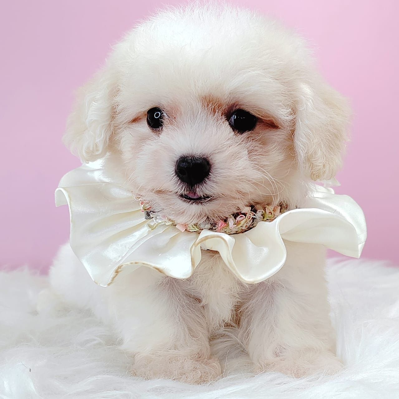 Bichonpoo 泰迪熊