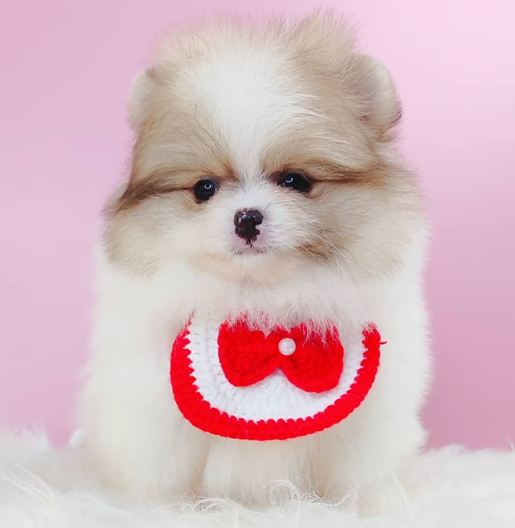 Pomeranian 博美