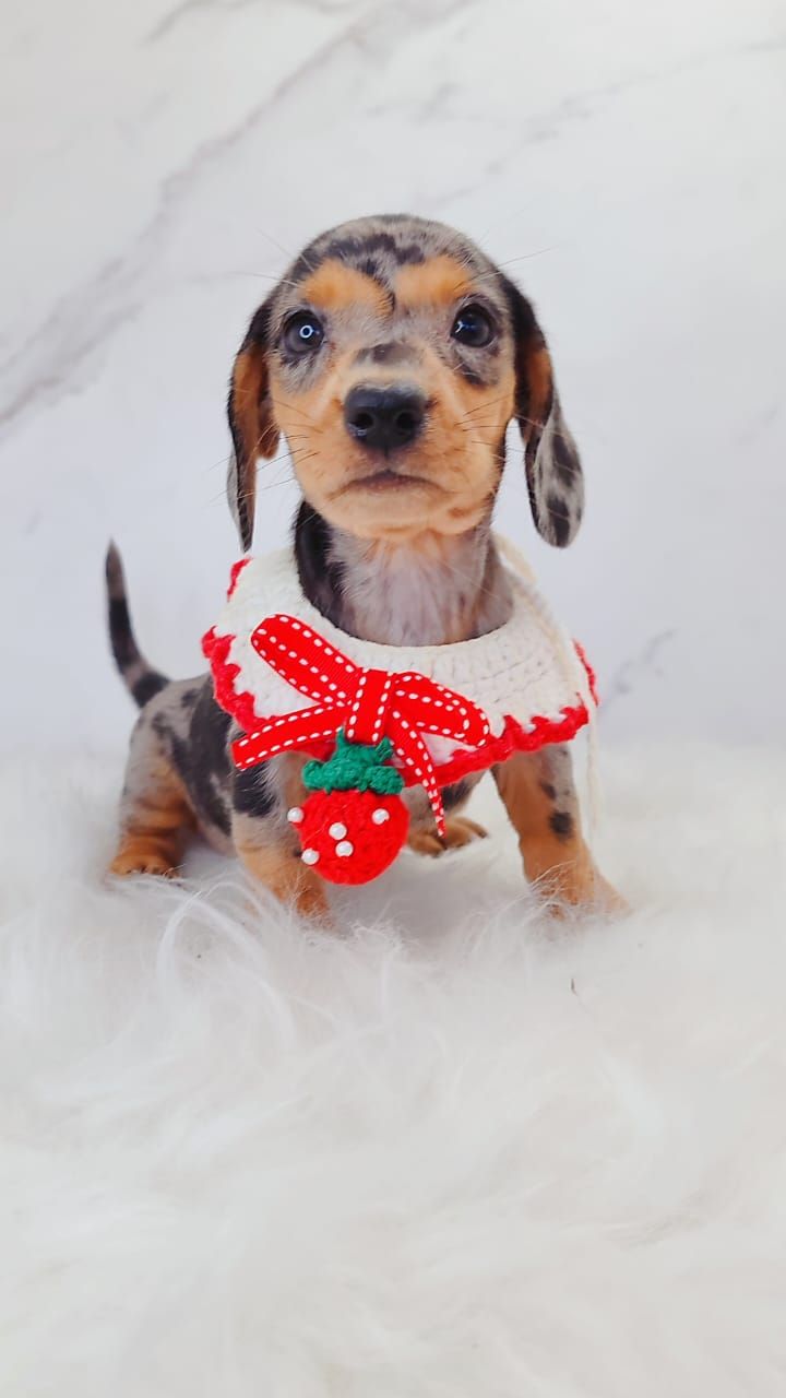 Dachshund 腊肠狗