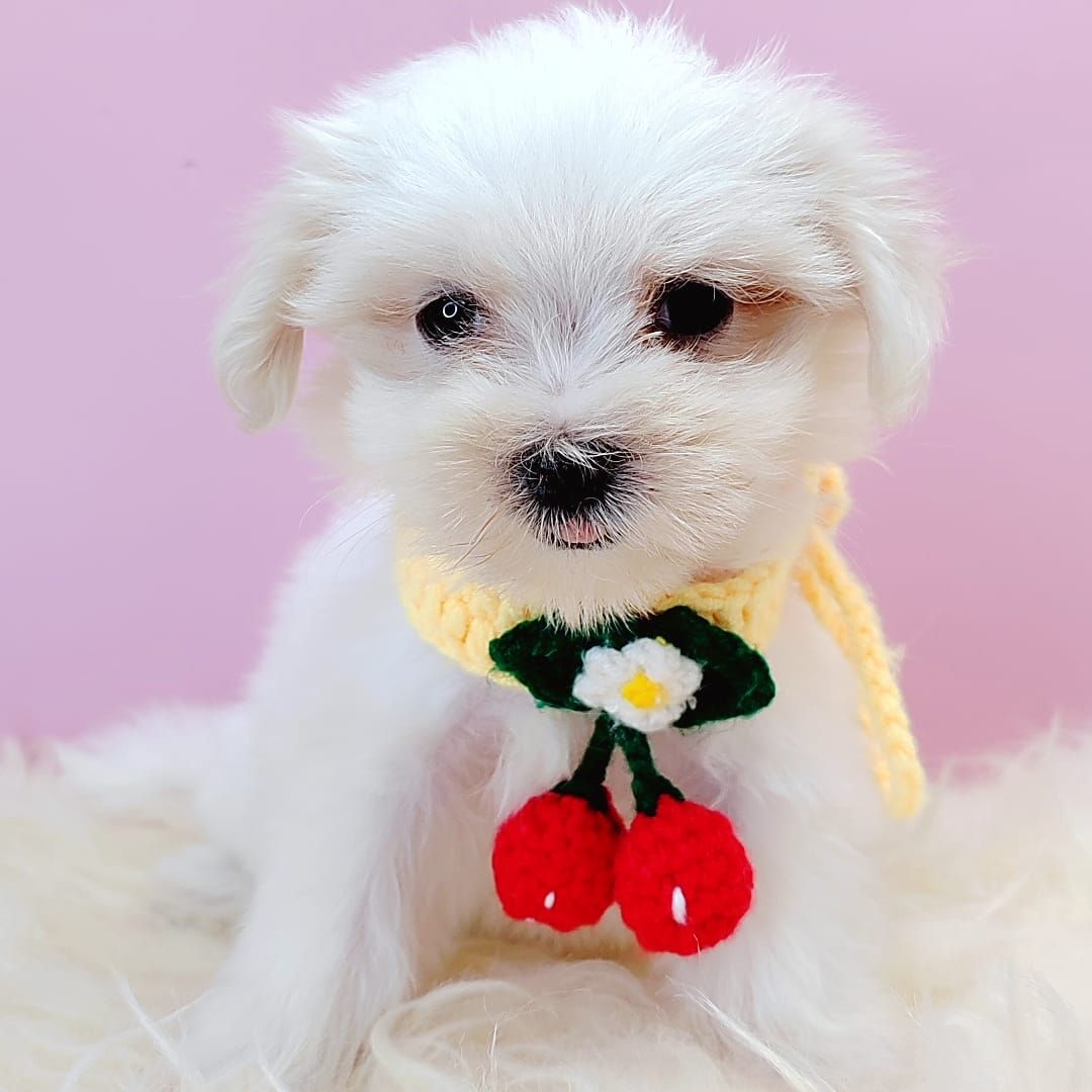  Maltese 马尔济斯