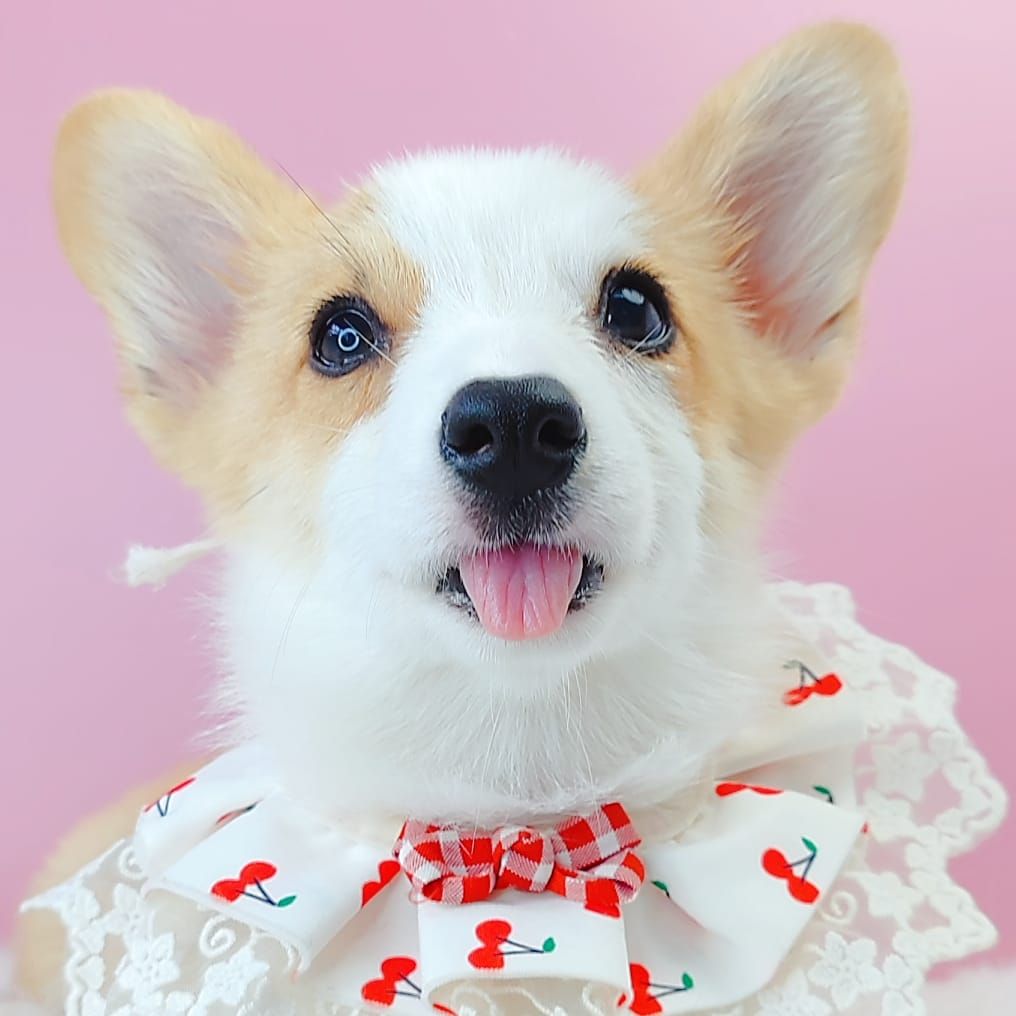 Corgi 柯基