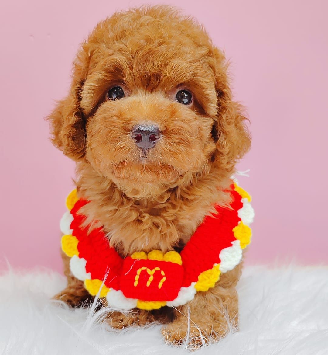 Poodle 娉拌开璐靛