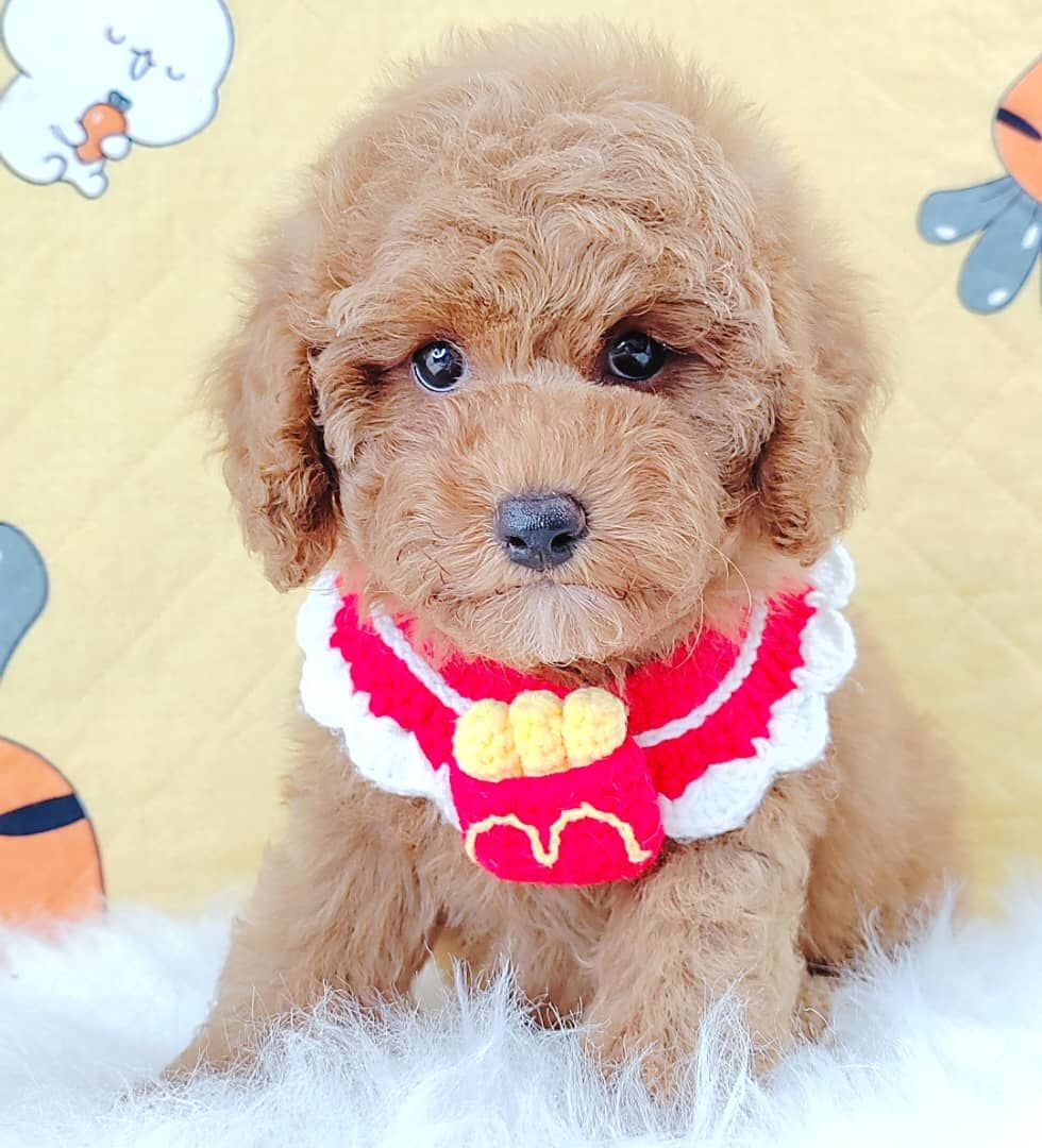 Poodle 娉拌开璐靛