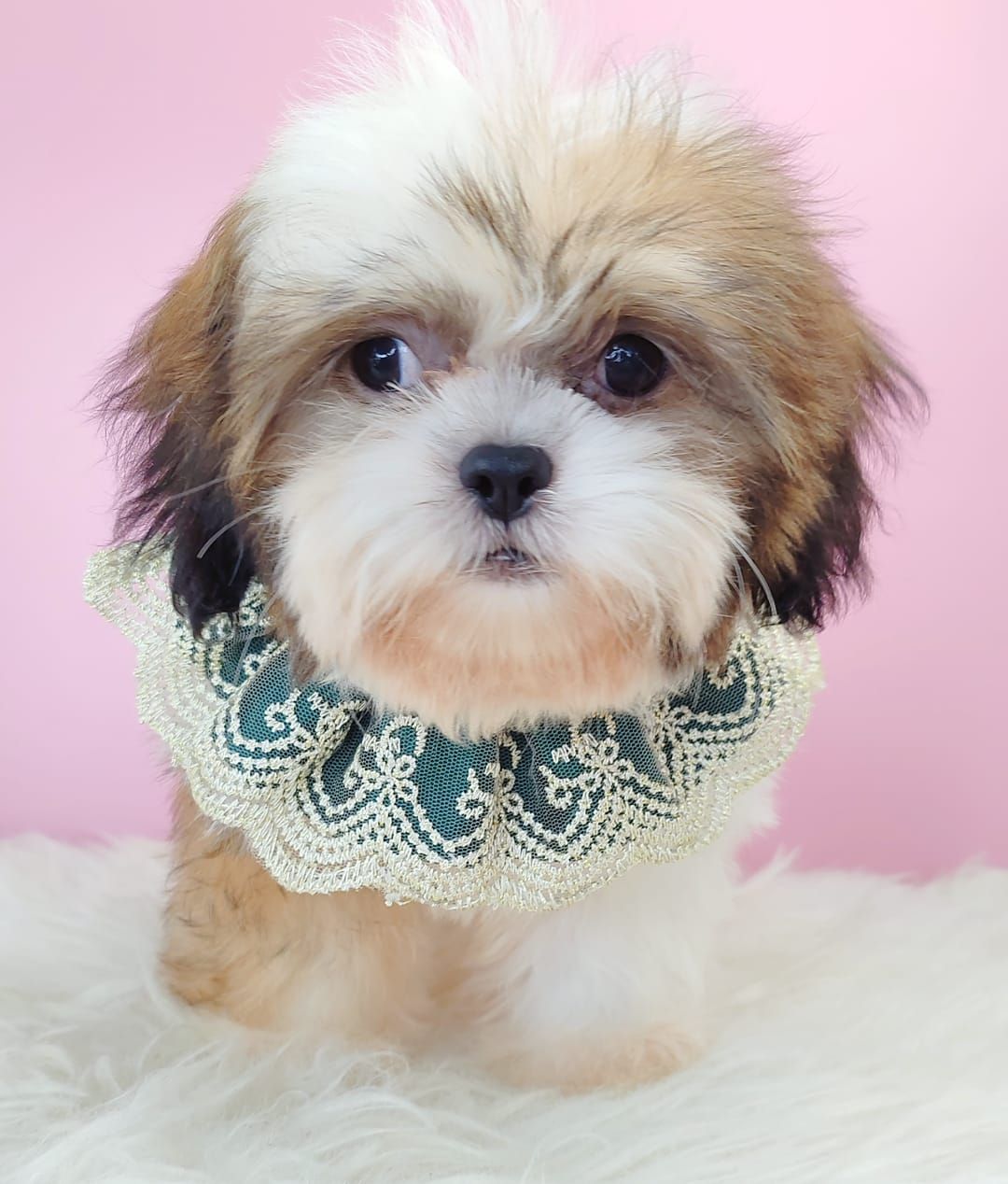 Shih Tzu 西施