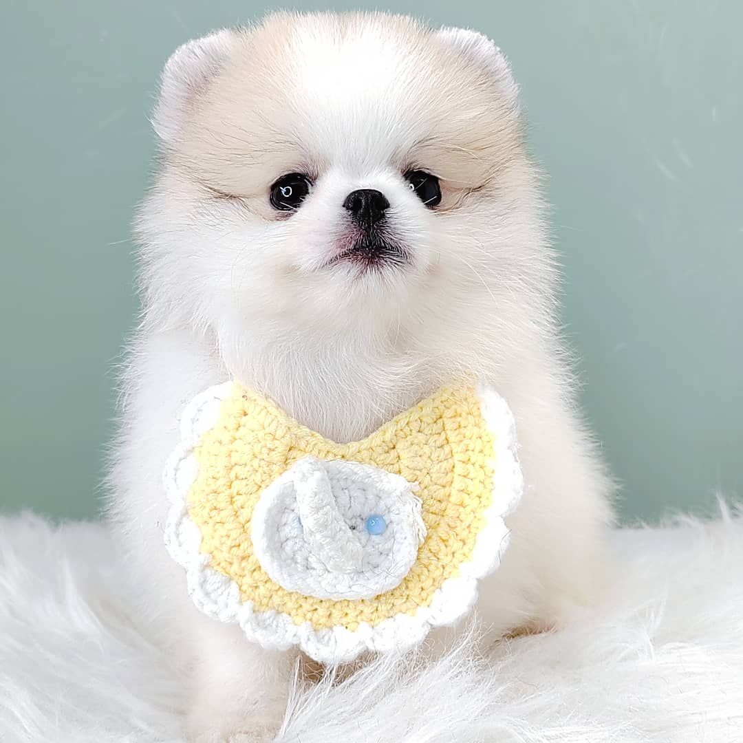 Pomeranian 博美