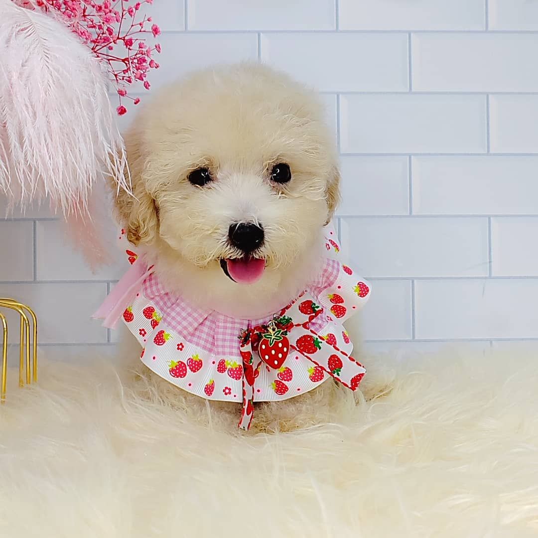 Poodle 娉拌开璐靛