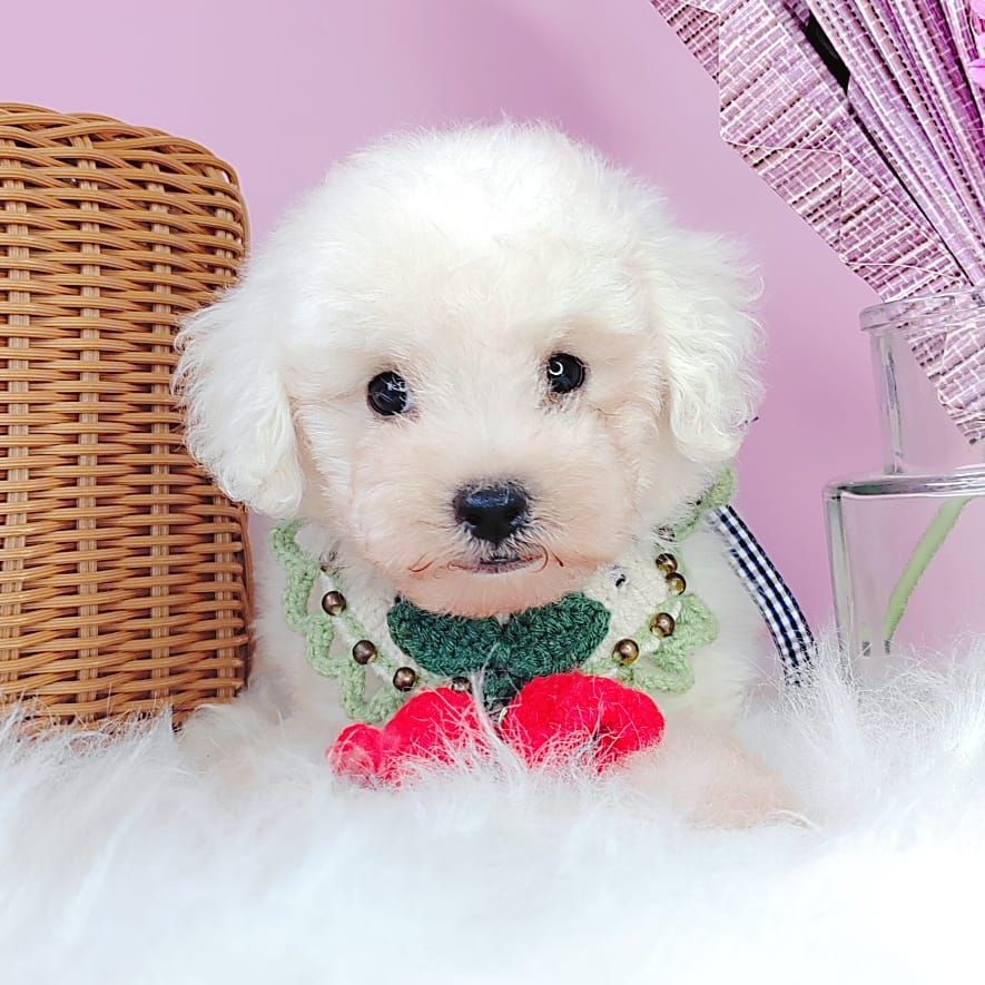Poodle 娉拌开璐靛
