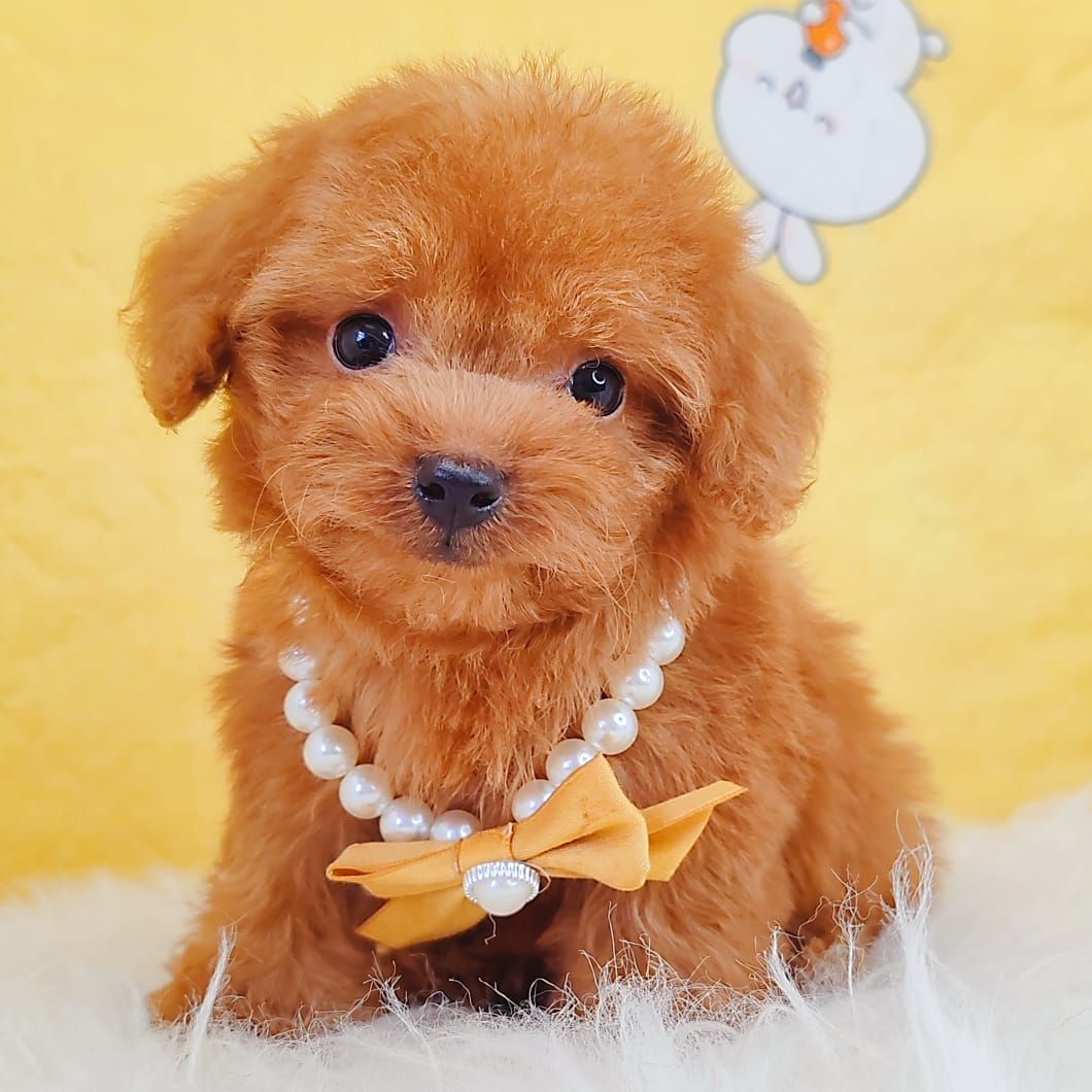 Poodle 娉拌开璐靛