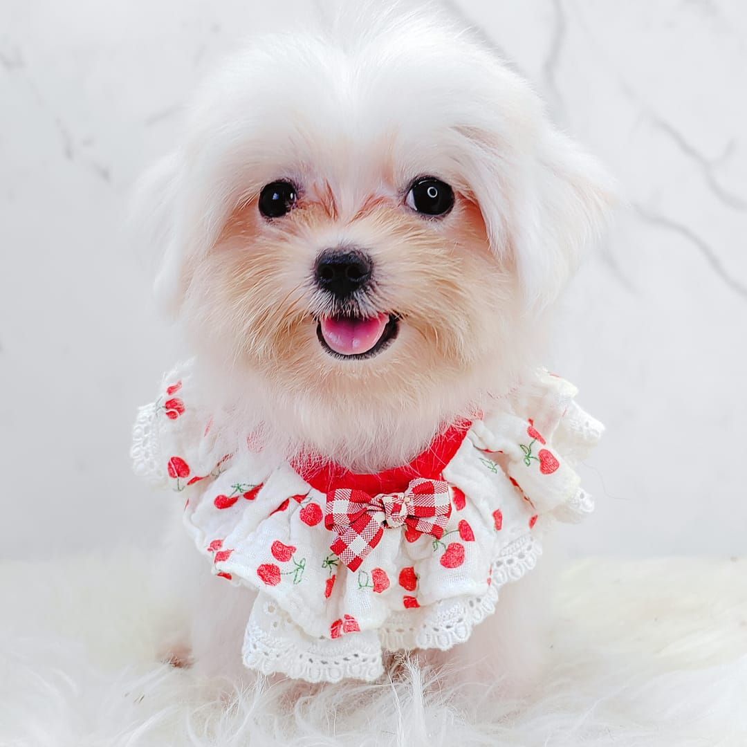 Maltese 马尔济斯