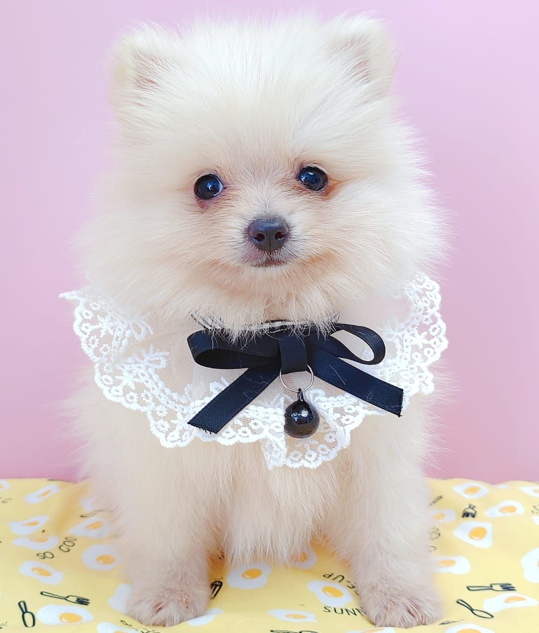 Pomeranian 博美
