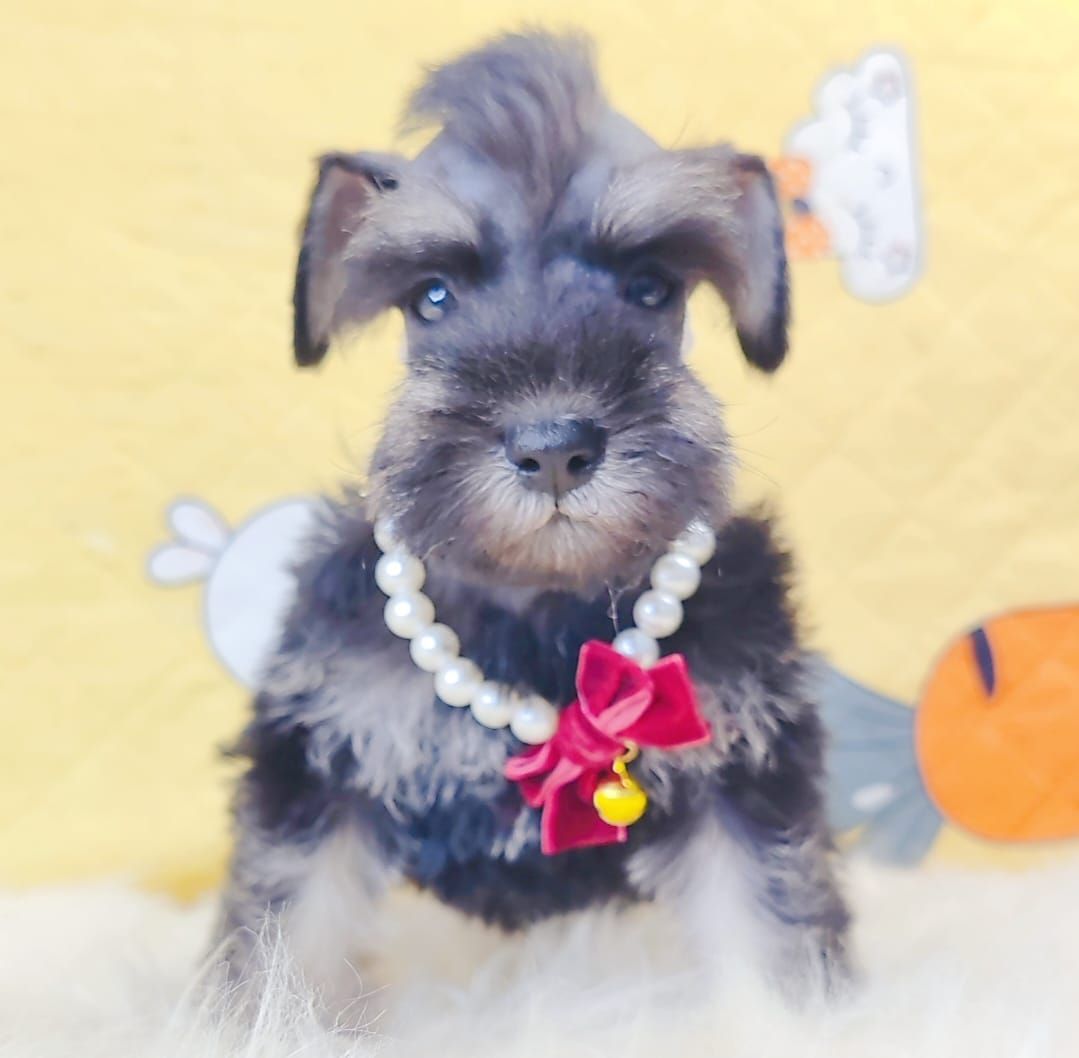 Schnauzer 雪纳瑞