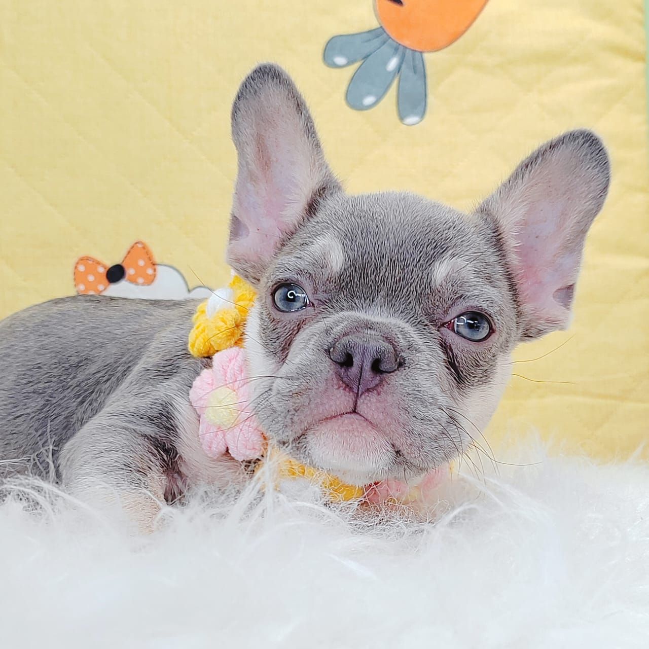French Bulldog 法斗