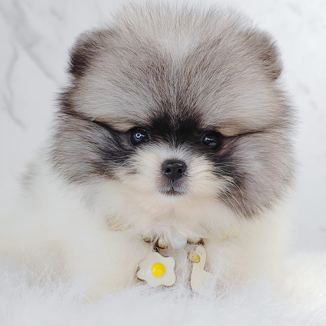 Pomeranian 博美