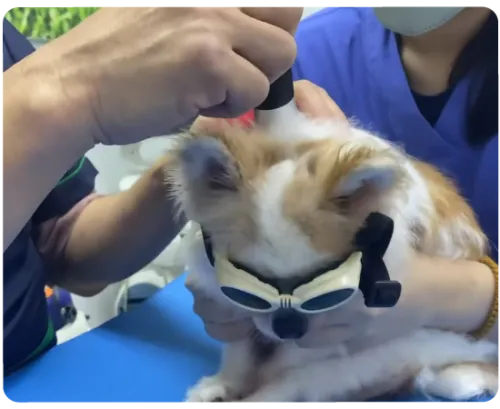 Laser Therapy