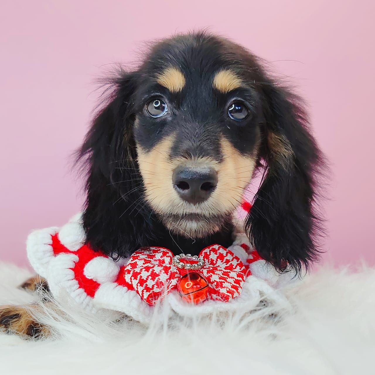 Dachshund 腊肠狗